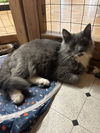 LOKI & HELENA - Offered by Owner - Bonded Pair