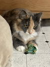 LOKI & HELENA - Offered by Owner - Bonded Pair