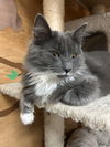 LOKI & HELENA - Offered by Owner - Bonded Pair
