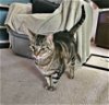 adoptable Cat in hillsboro, OR named Ms Jane
