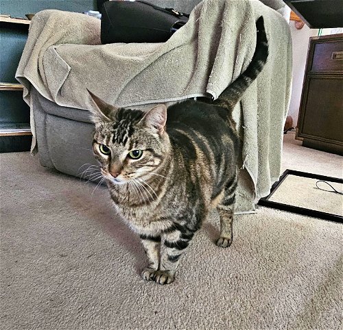 Ms Jane's Cat - Offered by Owner