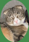 MOOCHIE - Offered by Owner - Young