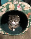 MOOCHIE - Offered by Owner - Young