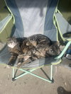 MOOCHIE - Offered by Owner - Young