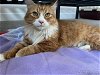 adoptable Cat in , OR named RUSTY - Great Family Cat