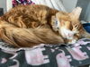 RUSTY - Great Family Cat
