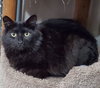 Columbia - Offered by Owner - Black Beauty!