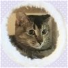 MEEKA - Offered by Owner - Young Abby-Tabby