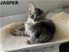 adoptable Cat in , OR named JASPER  little boy buddy