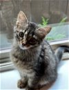 JASPER - Kitten good with cats/dogs