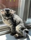 JASPER - Kitten good with cats/dogs