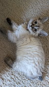 Charles  Little Boy Buddy