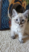 Charles  Little Boy Buddy