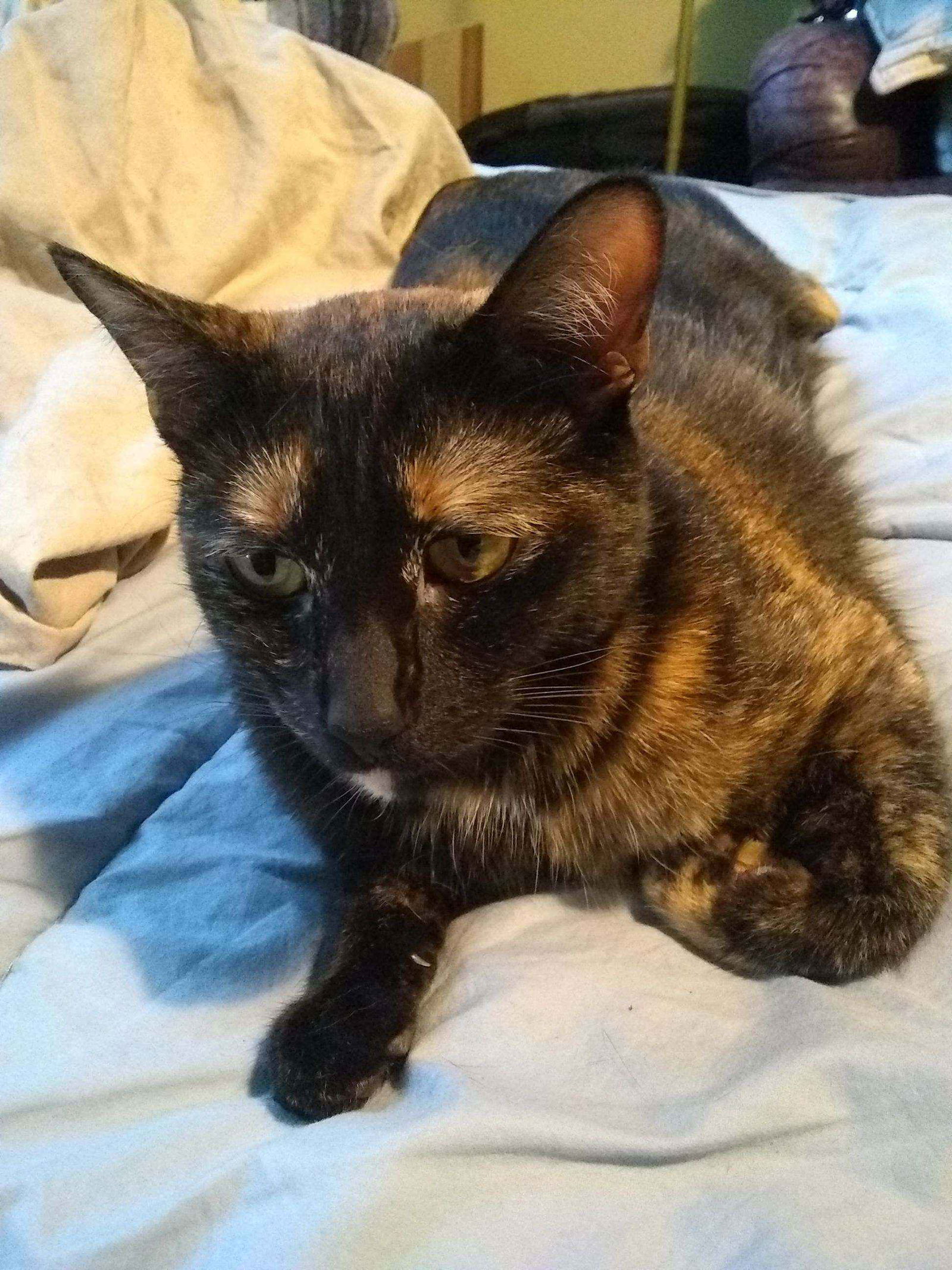 adoptable Cat in Hillsboro, OR named MAKI - Offered by Owner - Tortie Girl