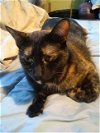 MAKI - Offered by Owner - Tortie Girl
