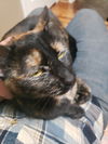 MAKI - Offered by Owner - Tortie Girl