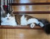 adoptable Cat in  named FELIX - Offered by Owner - Young Male