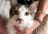 FELIX - Offered by Owner - Young Male