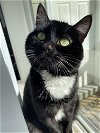 adoptable Cat in  named REMI - Offered by Owner - Adult Polydactyl