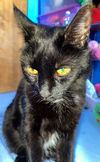 BRIGHTEYES - Offered by Owner - Sweet Senior!