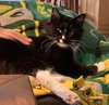 MINNIE - Offered by Owner - Young & Snuggly