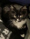 adoptable Cat in  named MINNIE - Offered by Owner - Young & Snuggly