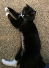 MINNIE - Offered by Owner - Young & Snuggly