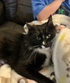 MINNIE - Offered by Owner - Young & Snuggly