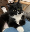 MINNIE - Offered by Owner - Young & Snuggly