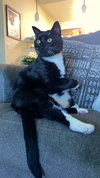 DUTCHESS - Offered by Owner -Big and Snuggly