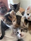 Four sweet River Kittens