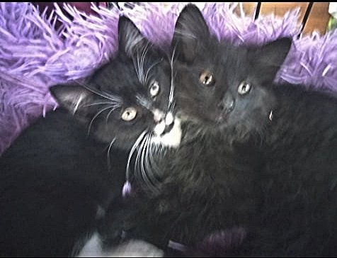 Charlie & Bear - Offered by Owner -Forever Friends