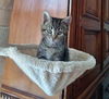 COCOA - Beautiful gray/black tabby coat!!