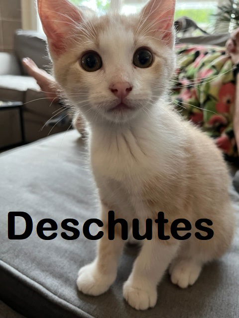 Deschutes / Adorable River Kitten sibling