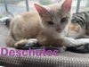 Deschutes / Adorable River Kitten sibling