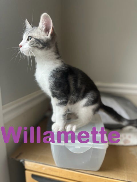 Willamette - Willie / Sweet River Kitten sibling