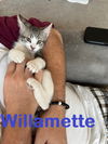 Willamette - Willie / Sweet River Kitten sibling