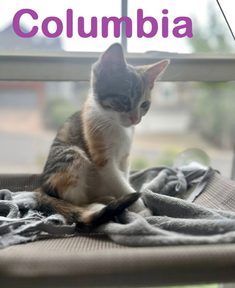 Columbia / Sweet River Kitten sibling