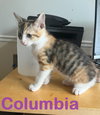 Columbia / Sweet River Kitten sibling