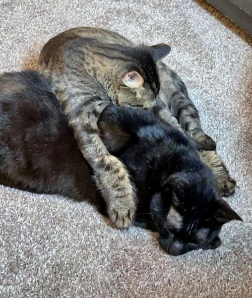 Midnight and Coco - Offered by Owner - Bonded Pair