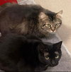 Midnight and Coco - Offered by Owner - Bonded Pair