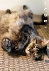 Midnight and Coco - Offered by Owner - Bonded Pair