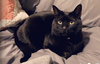 Midnight and Coco - Offered by Owner - Bonded Pair