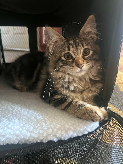 PUMPKIN - Offered by Owner - Maine Coon mix