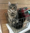 PUMPKIN - Offered by Owner - Maine Coon mix