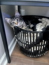 PUMPKIN - Offered by Owner - Maine Coon mix