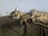 PUMPKIN - Offered by Owner - Maine Coon mix
