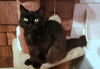 CLEOPATRA - Offered by Owner - Fluffy and Friendly