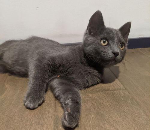 RONAN - Maybe the Sweetest Kitten!