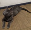 RONAN - Maybe the Sweetest Kitten!